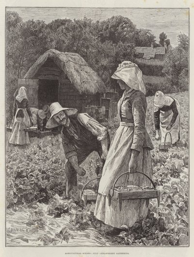 Scènes Agricoles, Juillet, Récolte de Fraises - Gunning King